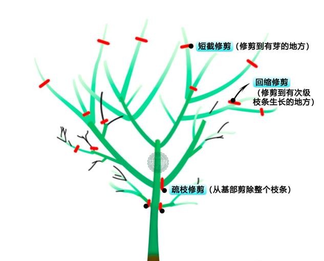 日本红枫红舞姬树形怎么修剪,盆栽红枫树修剪