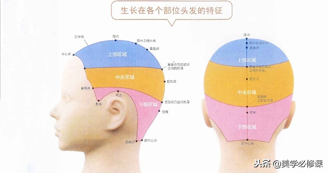美发初学烫染分区,美发基础分区教程