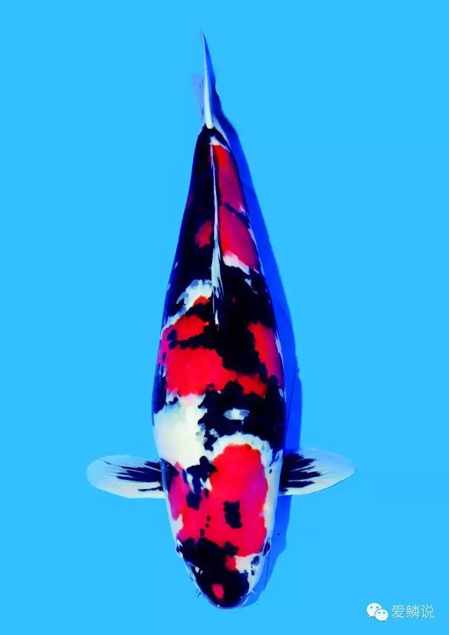 鱼友咨询问题大全,鱼友回答问题