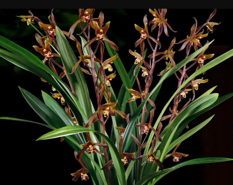 兰花八大名品价格,荷瓣兰花第一名品