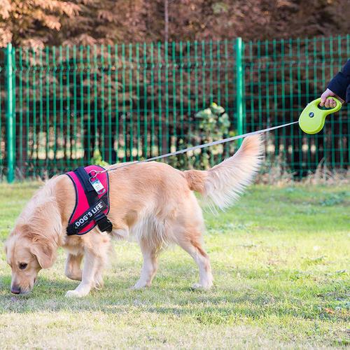 养宠物必备的10件东西,怎么养宠物最省钱的方法