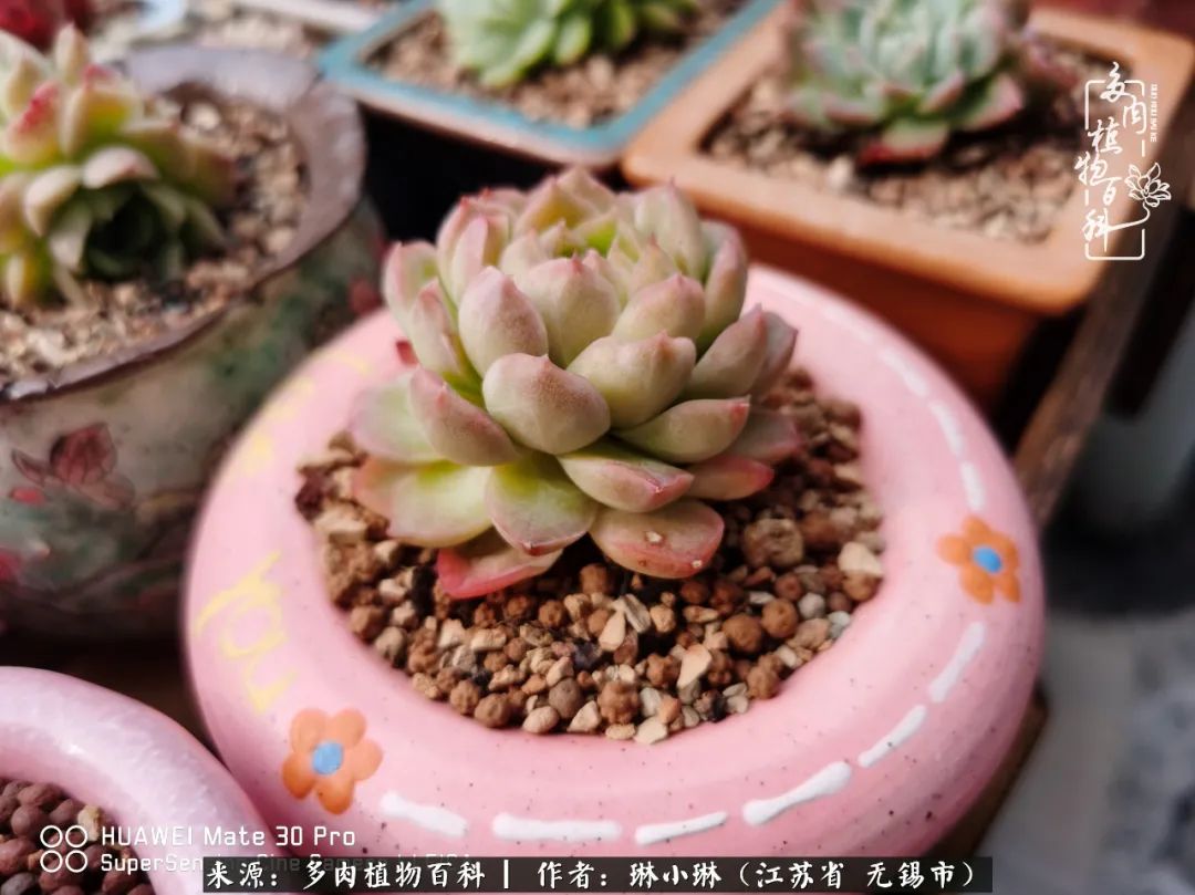 多肉变美是需要时间的,千万别辜负了多肉变美的黄金季节