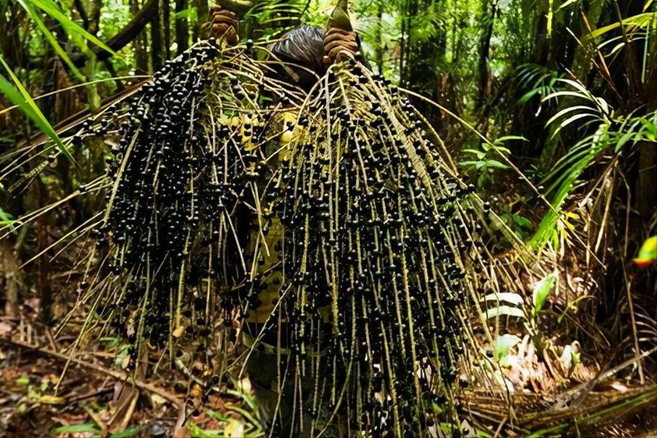 巴西2013图片大全,神奇的巴西