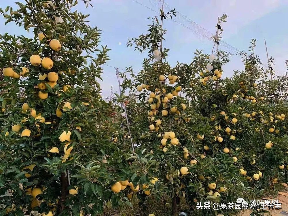 威海金,维纳斯黄金苹果——美的不只是外表