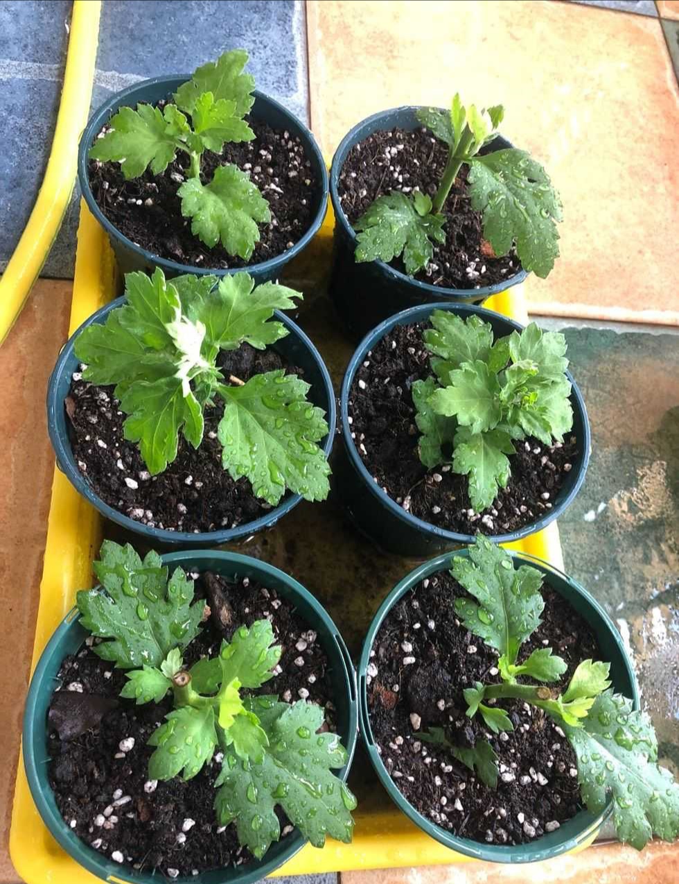 秋天扦插花苗,秋天扦插的小苗