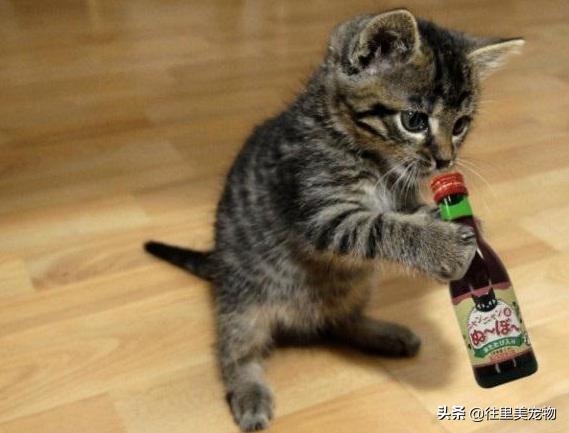 为什么猫咬破了电线不会触电,猫咪咬数据线触电后口吐唾沫