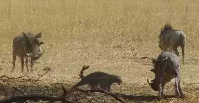 你们吃的野味蜜獾，居然是称霸非洲的平头哥