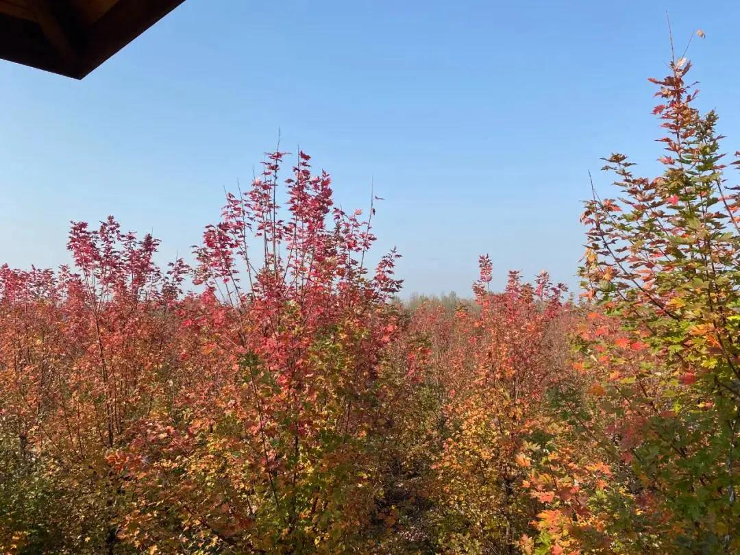 横山红枫岭风景区,唐昌镇横山红枫岭