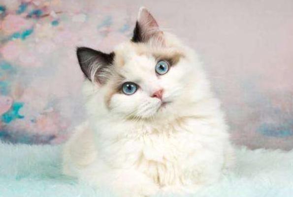 猫中的小仙女有哪些,猫中小仙女是什么