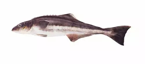 目前最顶级的海鲜鱼,世界上最顶级的海产鱼类