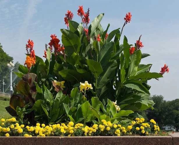 适合室外不怕酷热和寒冷的花卉,适合阴暗潮湿不需要阳光的植物