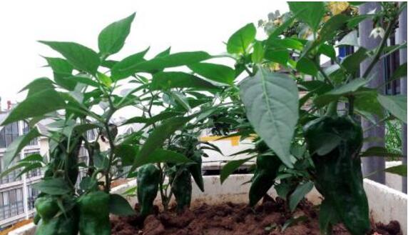 盆栽辣椒结果少,家里盆栽辣椒打枝的正确方法