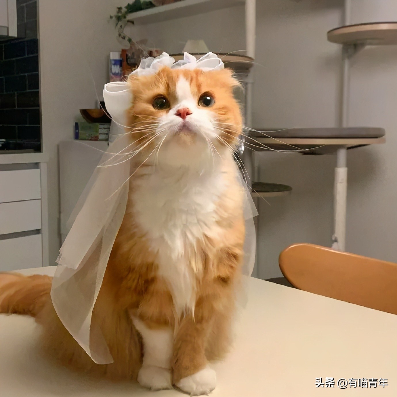 俄罗斯猫敢惹吗,俄罗斯猫有多凶猛