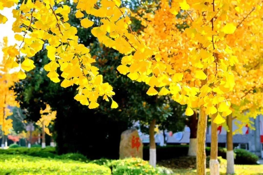 杭师大附中一段上线率,杭师大附中是重高吗