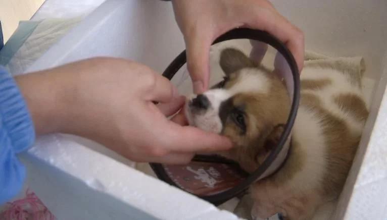 小狗被主人用502灌鼻子,小狗被灌502胶水