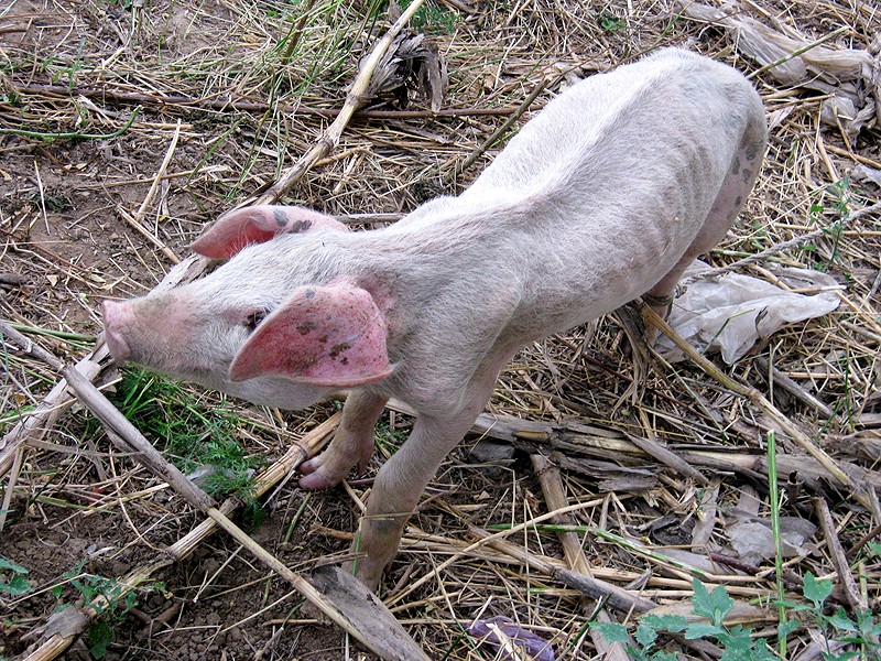 中西医结合应用望、闻、问、切诊断家畜疾病立马提升您诊疗能力