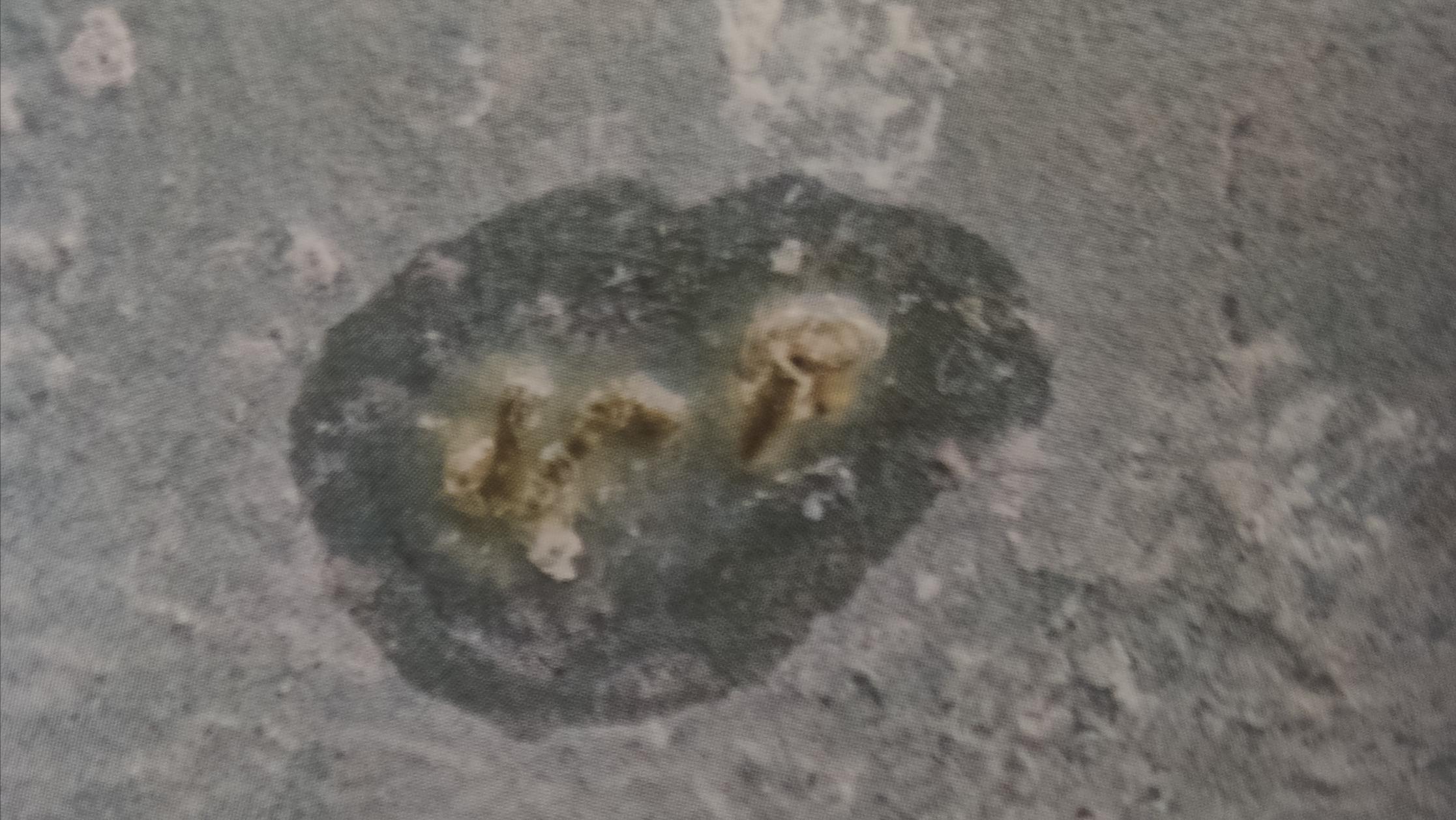 博金赛鸽丨鸽子关节肿胀是怎么回事