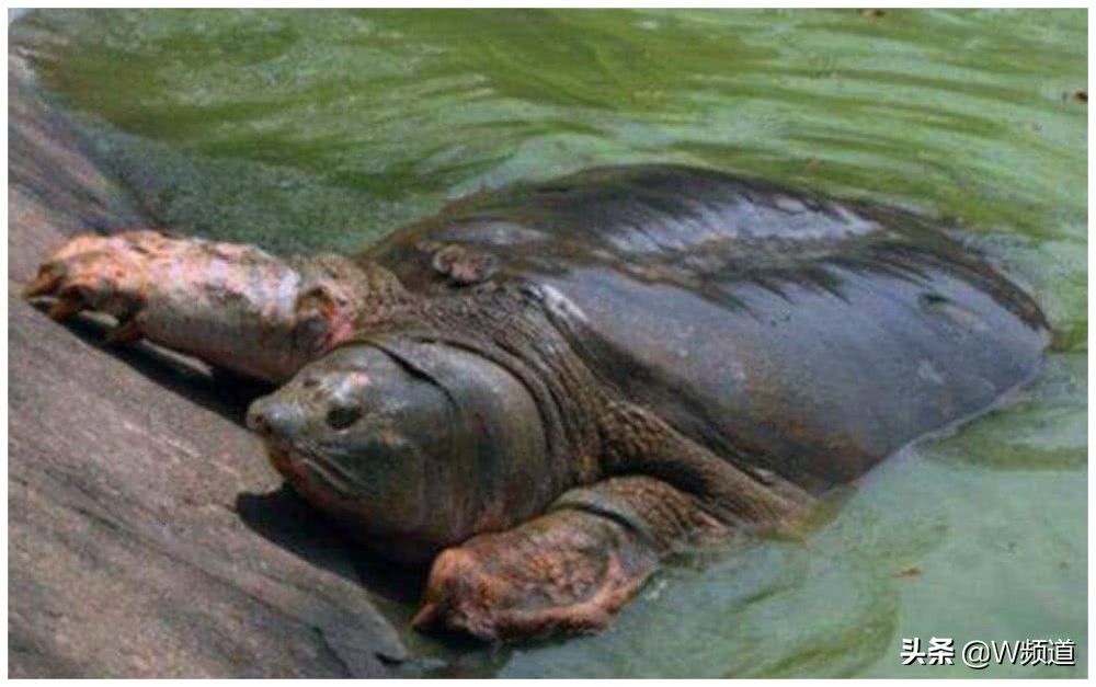 世界上最孤单的四种物种,世界上最令人难以置信的物种