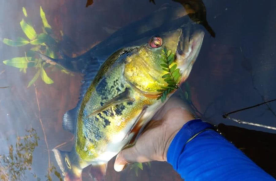 孔雀鱼凶猛,美丽凶猛观赏鱼