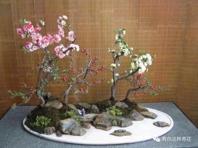 冬季北方房间适合养的木本花,这5种花随便养