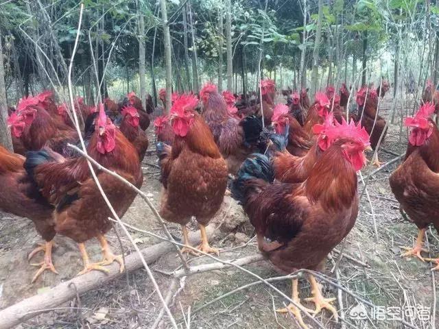 土鸡的销路怎么找,土鸡养殖如何挣钱