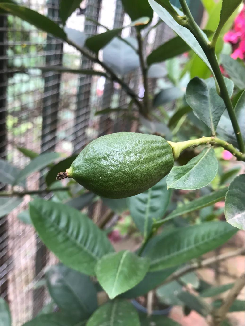 柠檬日记纪录片,柠檬日记的视频