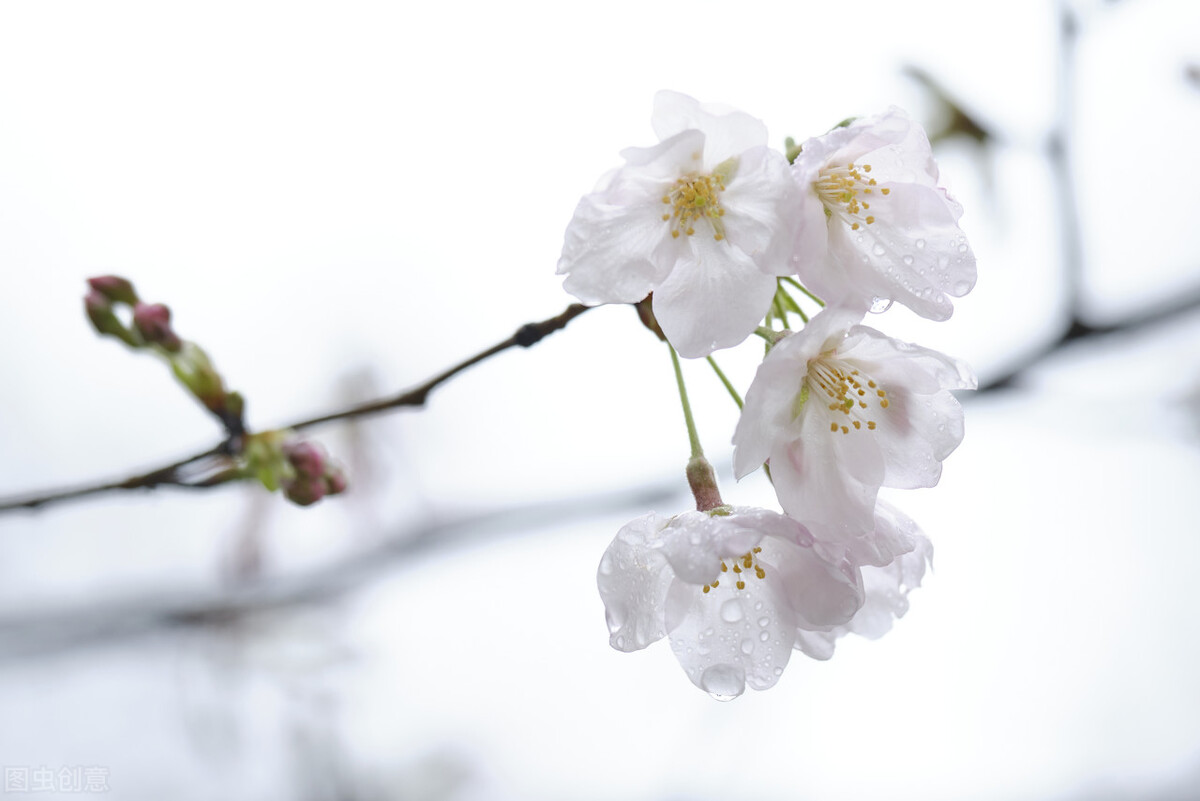 陈玉光教授：《樱花泪》丈夫刚刚去世，她却毅然决定与亡夫离婚