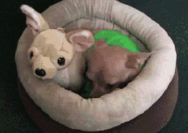 狗吃醋起来比男朋友还难哄,狗子这才是哄女朋友的正确方式