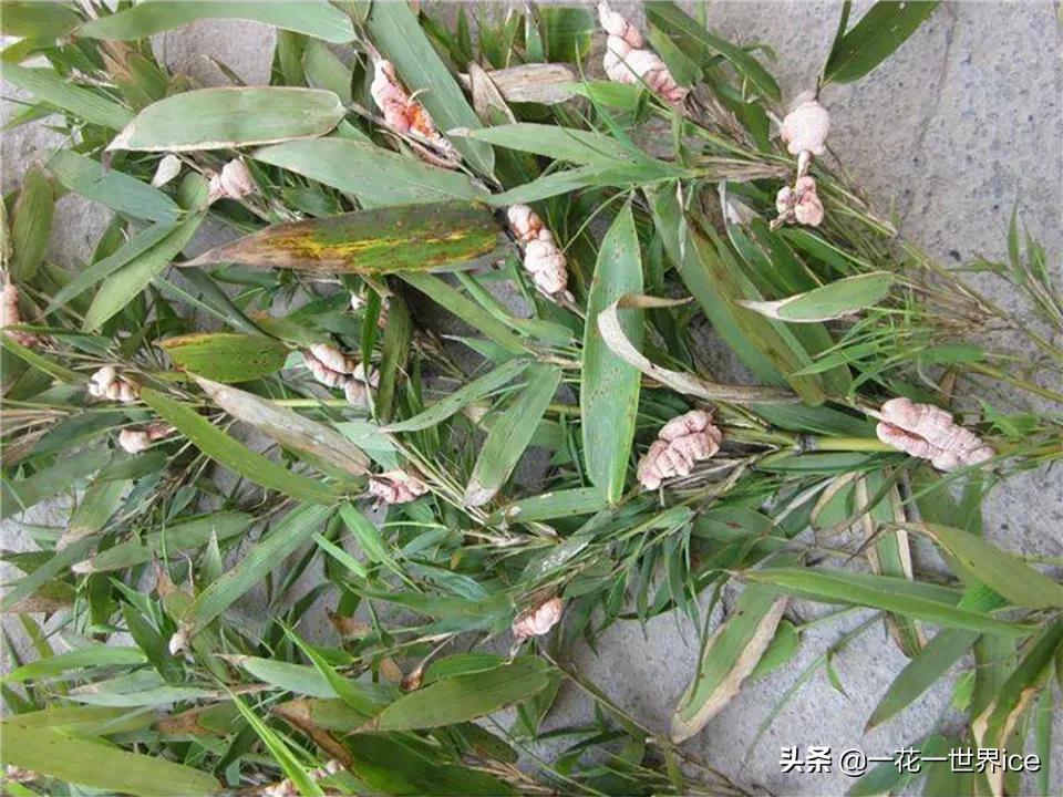 纯野生竹子及竹虫,竹子上好多附着的虫卵