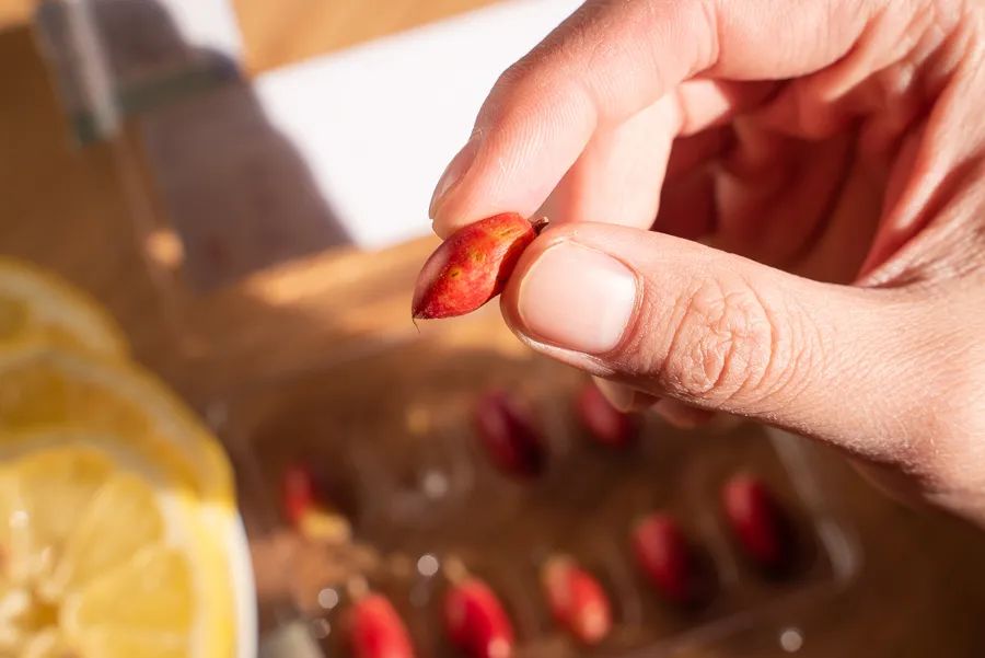 10种你想不到的水果,8种你从未听说过的最独特的水果