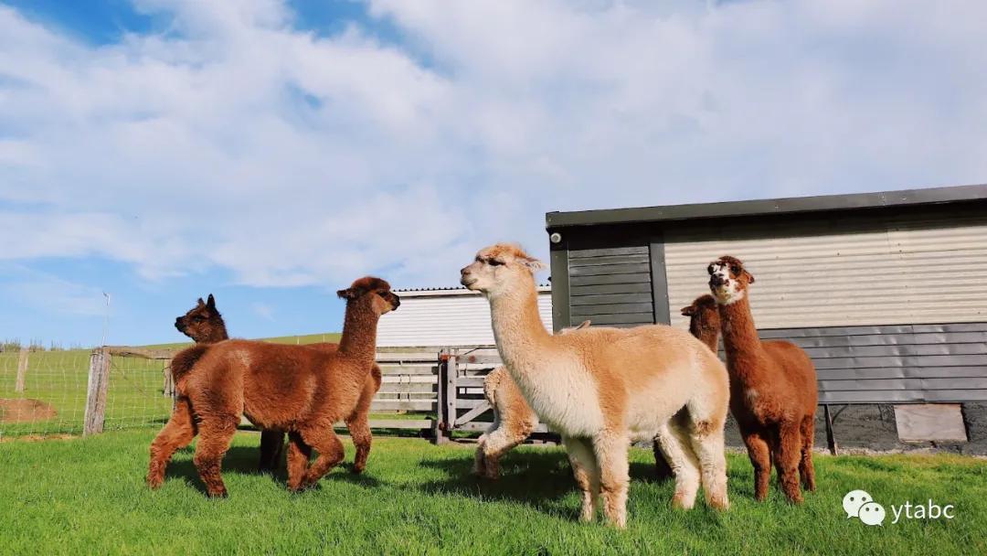 新西兰旅游适合买什么特产,1月新西兰旅游装备攻略