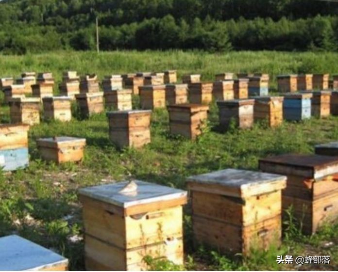 蜂箱低价,全网最便宜蜂箱