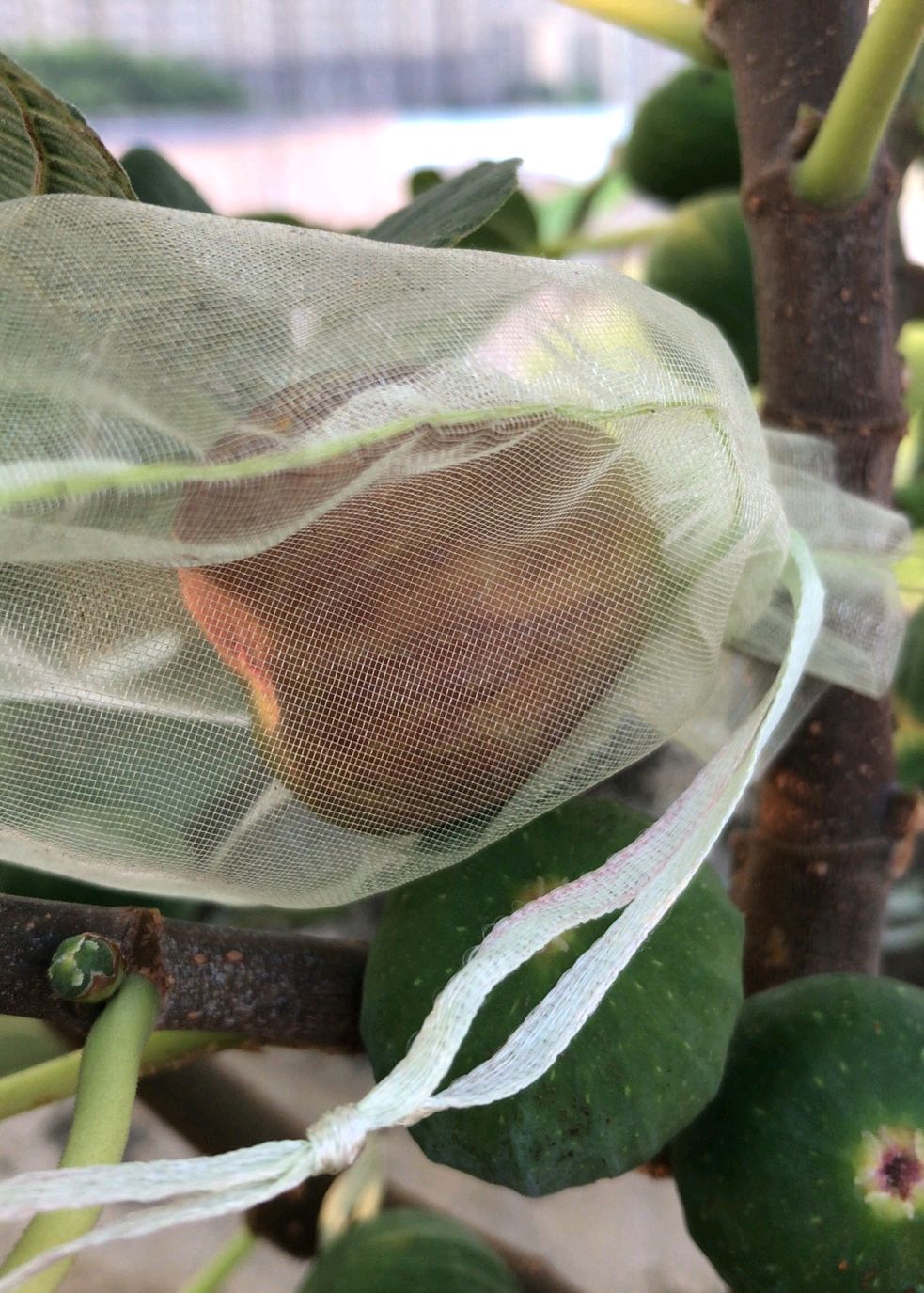 怎样养好无花果,怎样养好盆景无花果