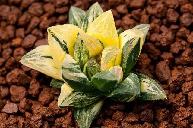 水晶的多肉植物有哪些品种,像水晶的多肉植物图片