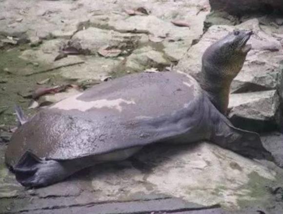 斑鳖这种动物已经灭绝了吗,中国唯一一只斑鳖死亡