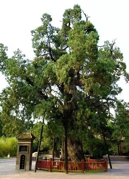延安黄陵黄帝陵,黄帝陵是延安最有名的景点吗