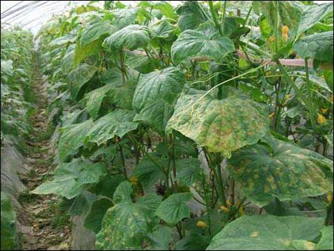 常用杀菌剂剂型、作用机制及注意事项