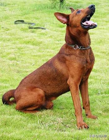 中华神犬,名犬苏联红