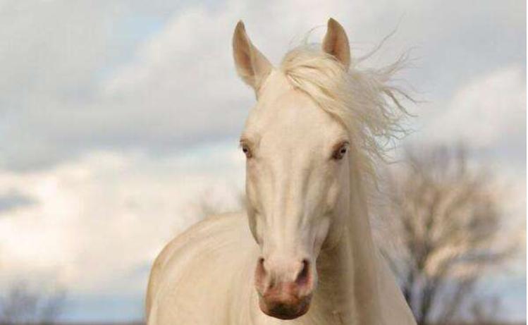最新牛股行情预测,今日牛股选股技巧