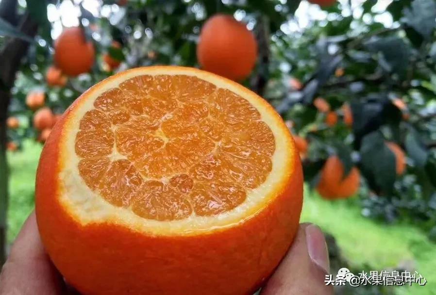 全国橙子产地在哪,中国橙子产地