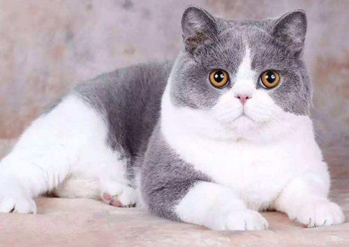 母猫流鼻涕可以配对吗,怀孕母猫流分泌物是羊水破了吗