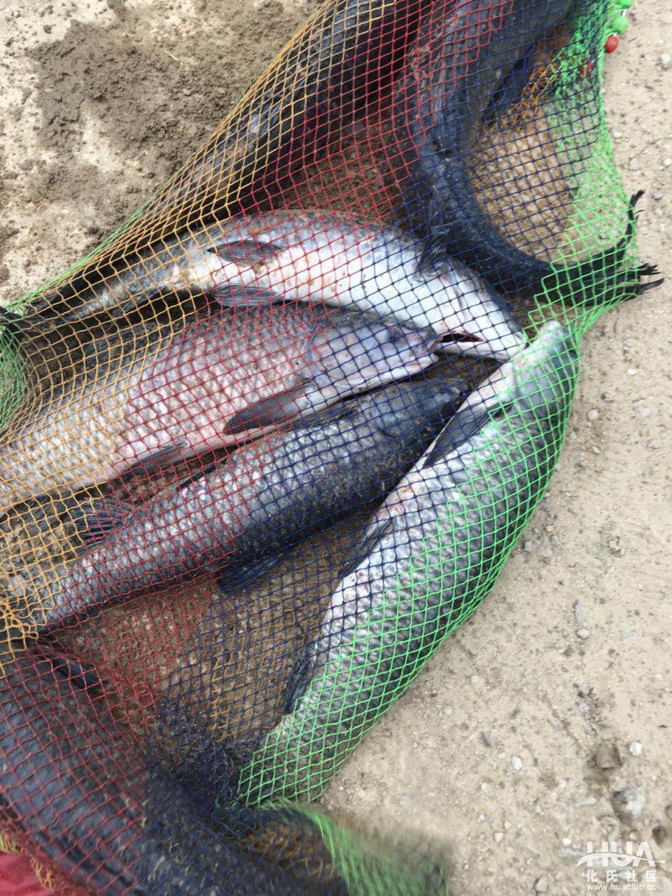 化氏龙三有几个版本,化氏龙三硬度