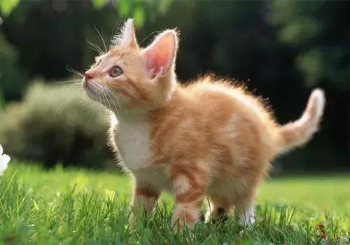 猫咪得了猫癣用什么进行环境消毒,猫咪得猫癣了家里怎么清理