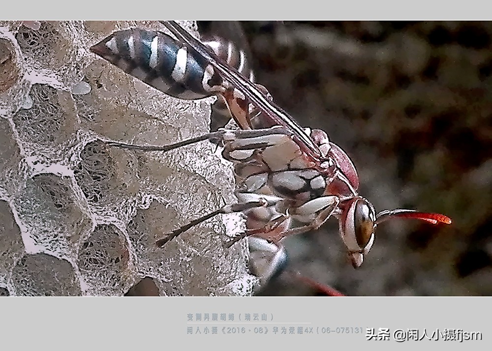 摄影图文：“秋天莫惹胡蜂”,几种常见的胡蜂