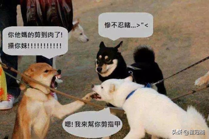 铲屎官必读:狗狗害怕剪趾甲,怎么办?