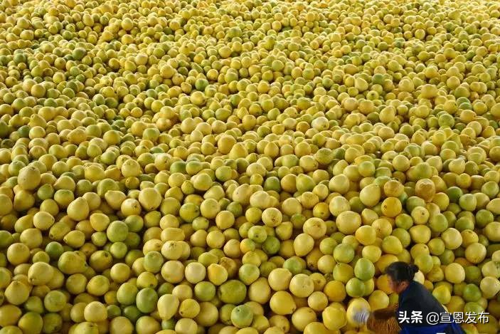 宣恩贡水柚直播间,宣恩贡水白柚苗