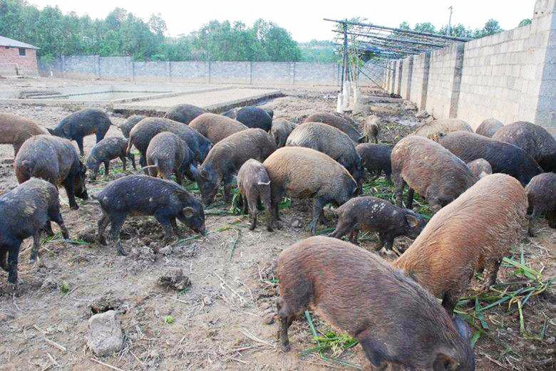 野猪可以养殖吗有毒吗,野猪可以人工养吗