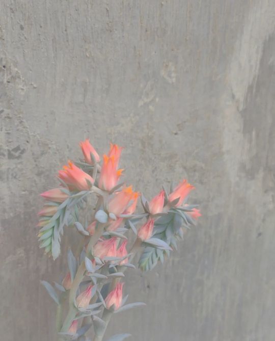 壁纸微信聊天背景图片风景,壁纸微信聊天背景图片