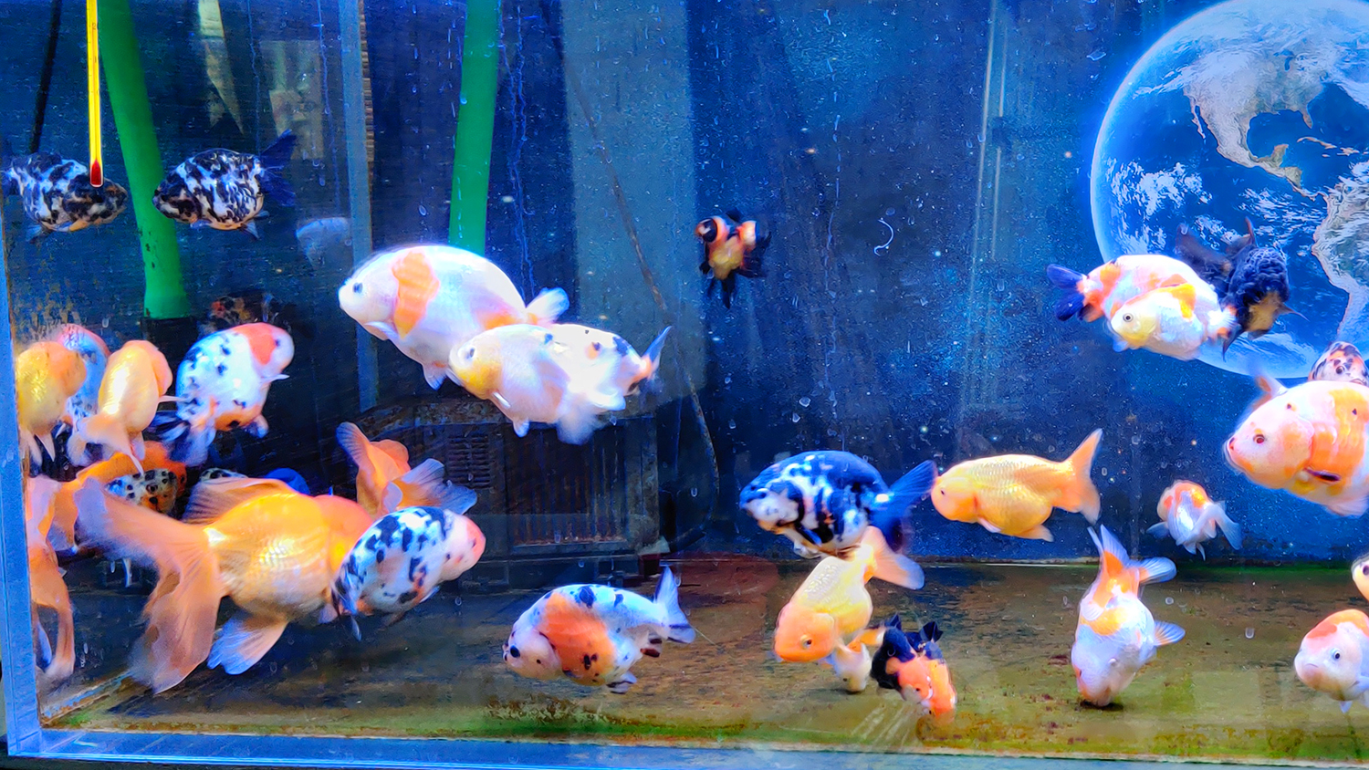 兰寿金鱼自然过冬好还是加温好,兰寿金鱼怎么过冬