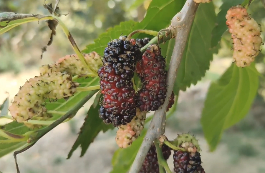 重庆渝北摘桑葚的最佳地方,4月什么地方的桑葚最好